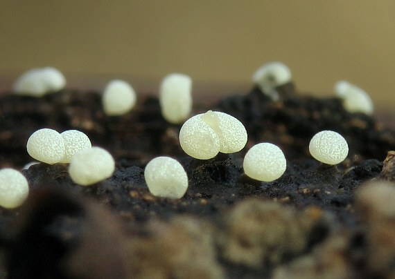 slizovka Myxomycetes