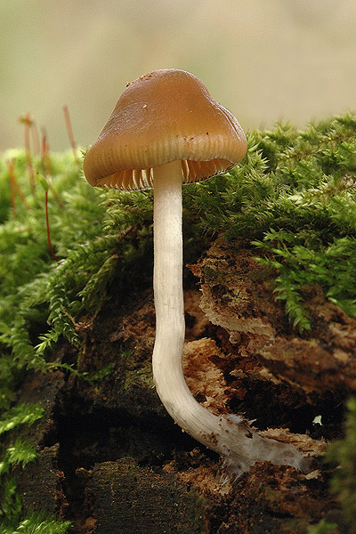 holohlavec český Psilocybe bohemica Šebek