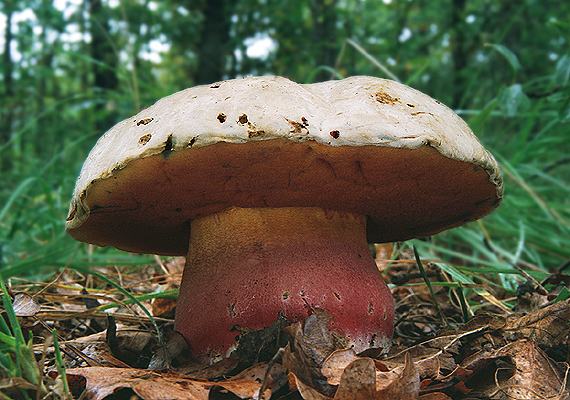 hríb satanský Rubroboletus satanas f. satanas (Lenz) Kuan Zhao & Zhu L. Yang