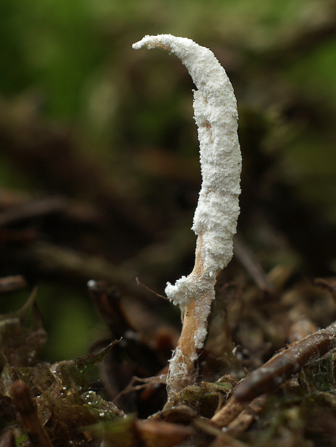 paecilomyces sp.