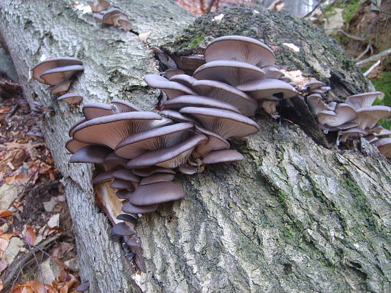 hliva ustricovitá pleurotus ostreatus (Jacq.) P. Kumm.