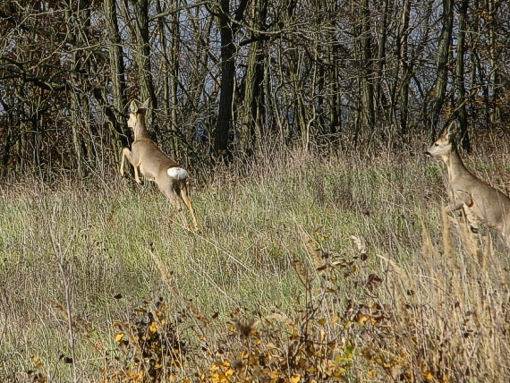 na úteku Capreolus capreolus