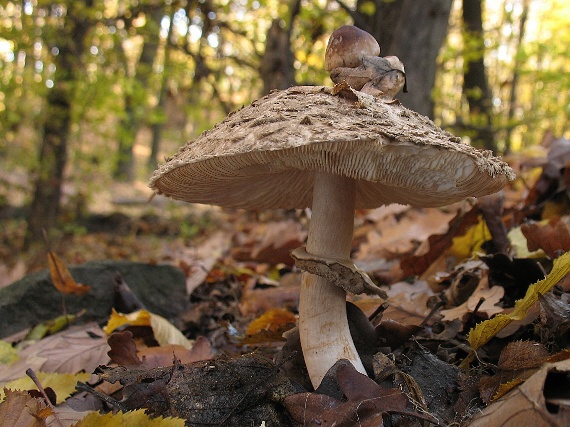 bedľa Olivierova Chlorophyllum olivieri (Barla) Vellinga