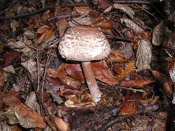 bedľa červenejúca Chlorophyllum rhacodes (Vittad.) Vellinga