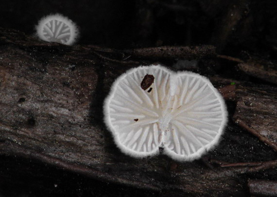 machovka Hobsonova Clitopilus hobsonii (Berk.) P.D. Orton