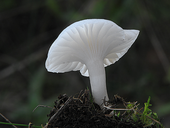 lúčnica snehobiela Cuphophyllus virgineus (Wulfen) Kovalenko