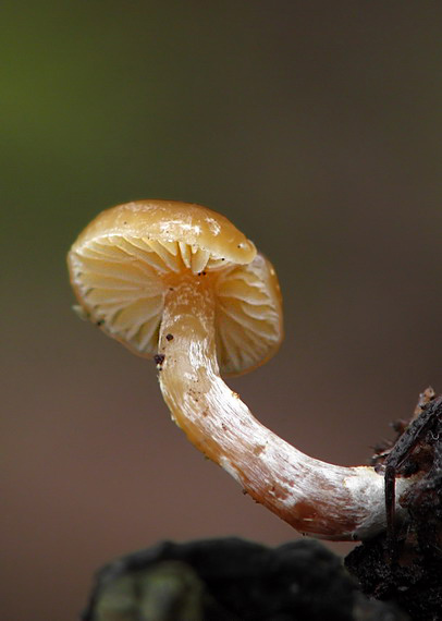 kapucňovka okrovohnedastá Galerina marginata (Batsch) Kühner