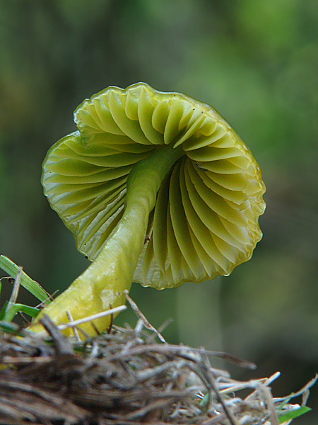 lúčnica žltozelená Gliophorus psittacinus (Schaeff.) Herink