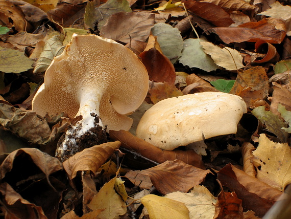 jelenka poprehýbaná Hydnum repandum L.