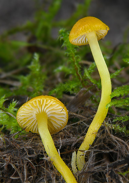 lúčnica vosková Hygrocybe ceracea (Wulfen) P. Kumm.