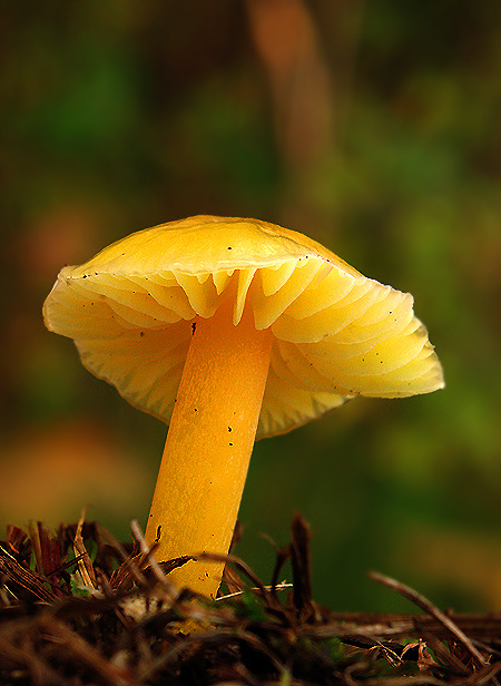 lúčnica citrónovožltá Hygrocybe chlorophana (Fr.) Wünsche