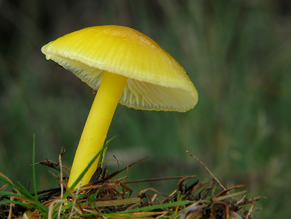 lúčnica citrónovožltá Hygrocybe chlorophana (Fr.) Wünsche