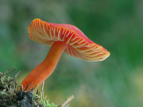 lúčnica šarlátová Hygrocybe coccinea (Schaeff.) P. Kumm.