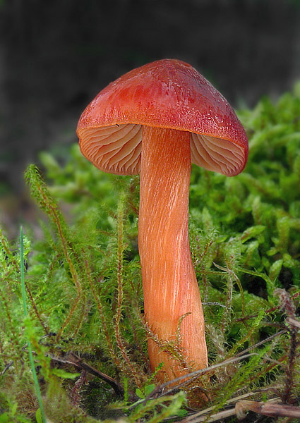 lúčnica granátovočervená Hygrocybe punicea (Fr.) P. Kumm.