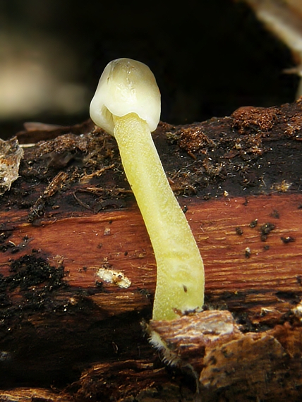 prilbička slizká Mycena epipterygia (Scop.) Gray