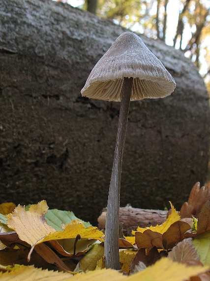 prilbička ryhovaná Mycena polygramma (Bull.) Gray