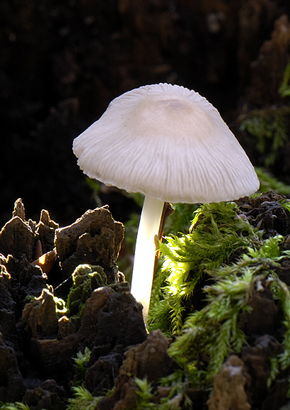 prilbička Mycena sp.