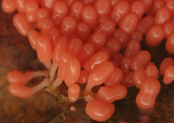 slizovka Myxomycetes