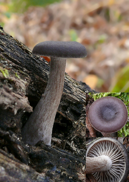 strmulica čiašková Pseudoclitocybe cyathiformis (Bull.) Singer