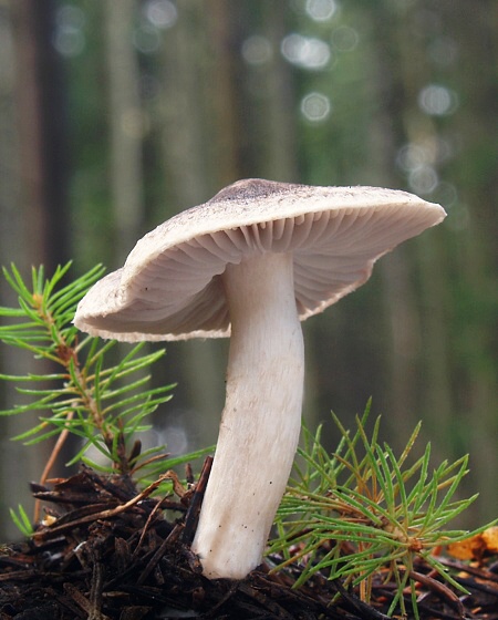 čírovka Tricholoma sp.