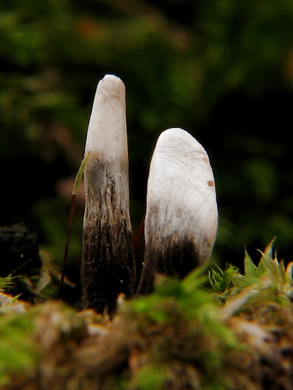 drevnatec parohatý Xylaria hypoxylon (L.) Grev.