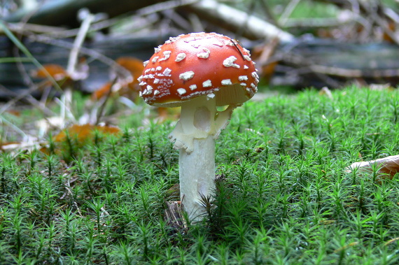 muchotrávka červená Amanita muscaria (L.) Lam.