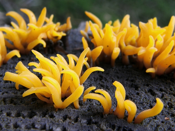 parôžkovec malý Calocera cornea (Fr.) Loud.