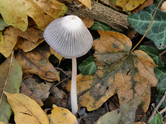 hnojník Coprinus sp.