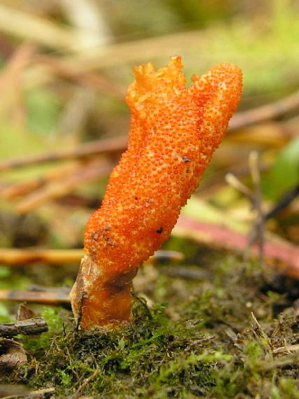 žezlovka hmyzová Cordyceps militaris (Fr.) Link