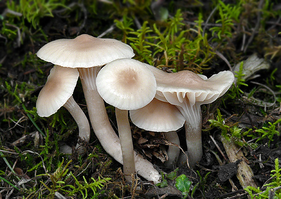 lúčnica snehobiela hnedastá Hygrocybe virginea var. fuscescens (Bres.) Arnolds