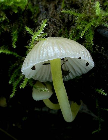 prilbička slizká Mycena epipterygia (Scop.) Gray