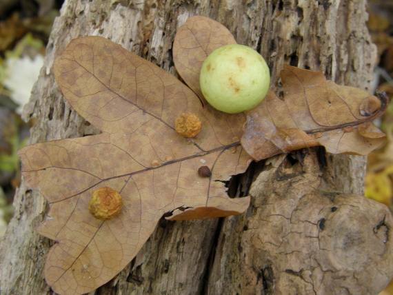 hálka Neuroterus quercusbaccarum