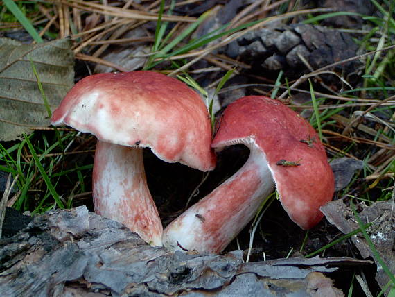 plávka krvavá Russula sanguinaria (Schumach.) Rauschert