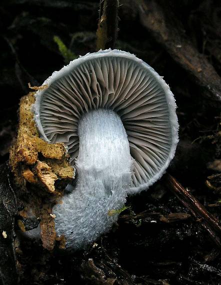 golierovka zelenomodrá Stropharia caerulea Kreisel