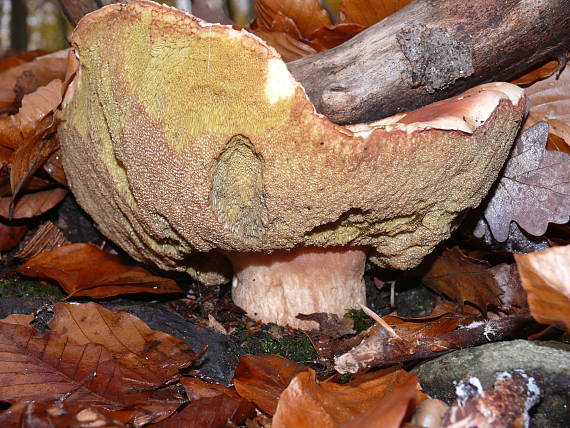 hríb Boletus sp.