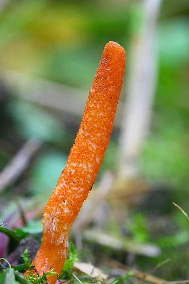 žezlovka hmyzová Cordyceps militaris (Fr.) Link