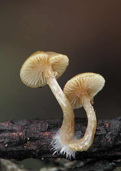 kapucňovka okrovohnedastá Galerina marginata (Batsch) Kühner