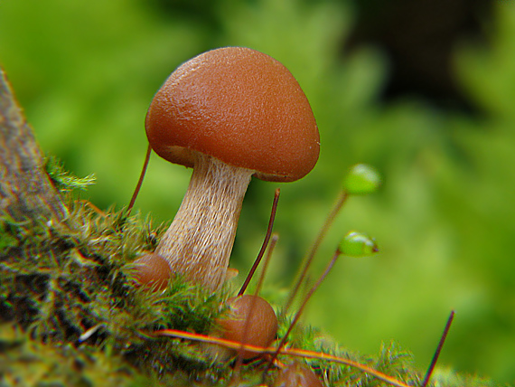 kapucňovka Galerina sp.