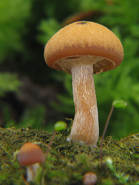 kapucňovka Galerina sp.