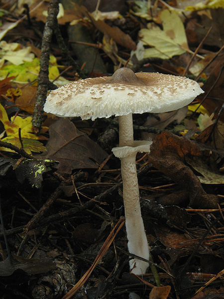 bedľa Konradova Macrolepiota konradii (Huijsman ex P.D. Orton) M.M. Moser