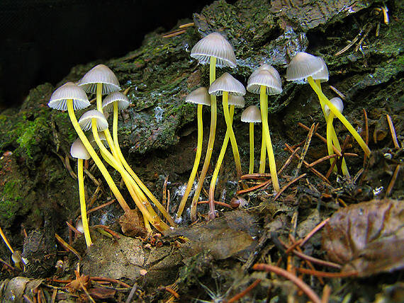 prilbička slizká želatínová Mycena epipterygia var. viscosa (Secr. ex Maire) Ricken