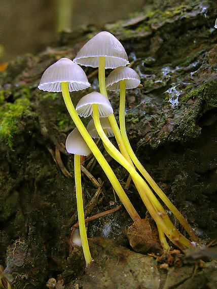 prilbička slizká želatínová Mycena epipterygia var. viscosa (Secr. ex Maire) Ricken