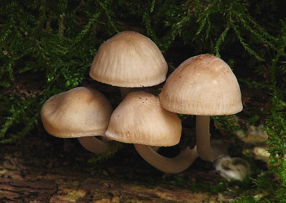 prilbička Mycena sp.