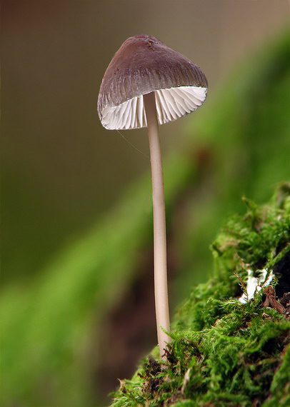 prilbička Mycena sp.