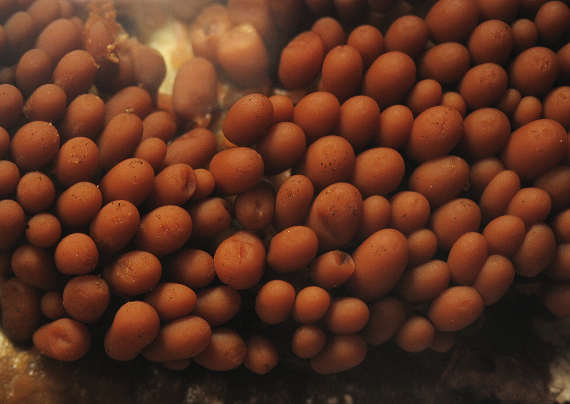 slizovka Myxomycetes