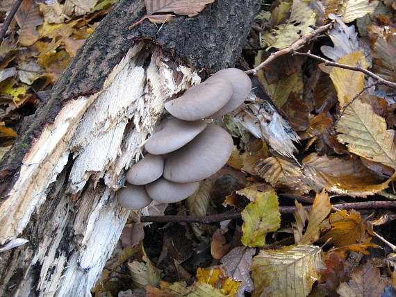 hliva ustricovitá Pleurotus ostreatus (Jacq.) P. Kumm.