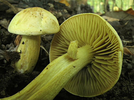 čírovka sírovožltá Tricholoma sulphureum (Bull.) P. Kumm.