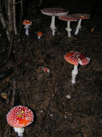 muchotrávka červená Amanita muscaria (L.) Lam.