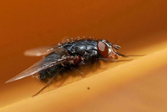 fly Calliphora vicina