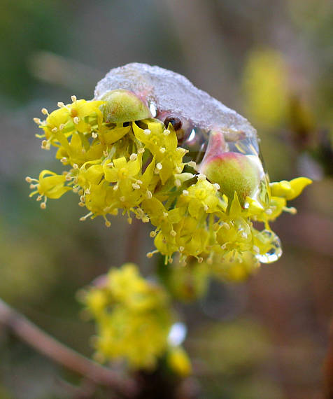 drieň obyčajný Cornus mas L.